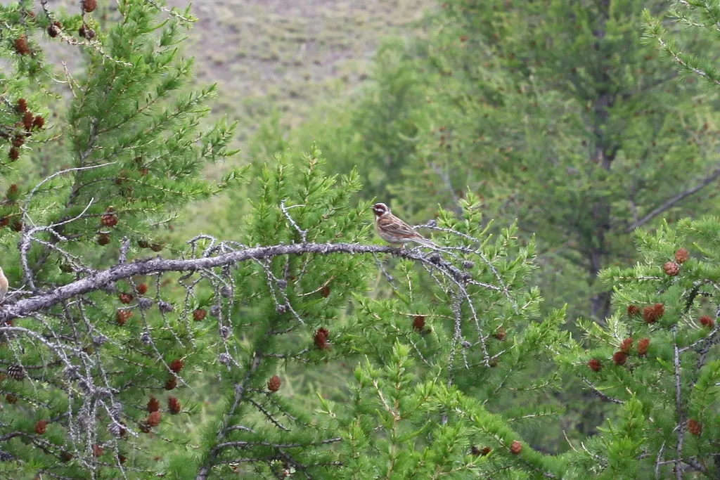 白头鹀(Emberiza leucocephalos)