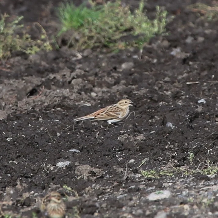 白头鹀(Emberiza leucocephalos)