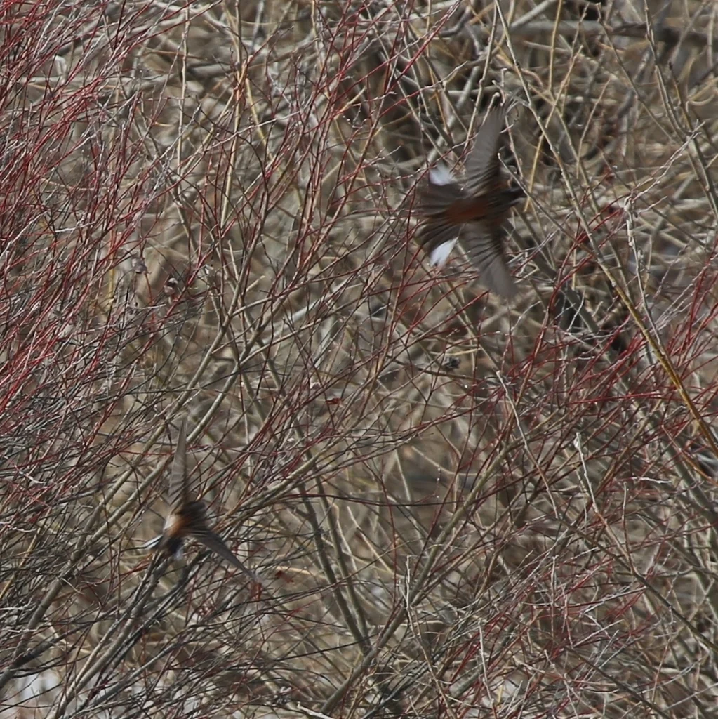 白头鹀(Emberiza leucocephalos)