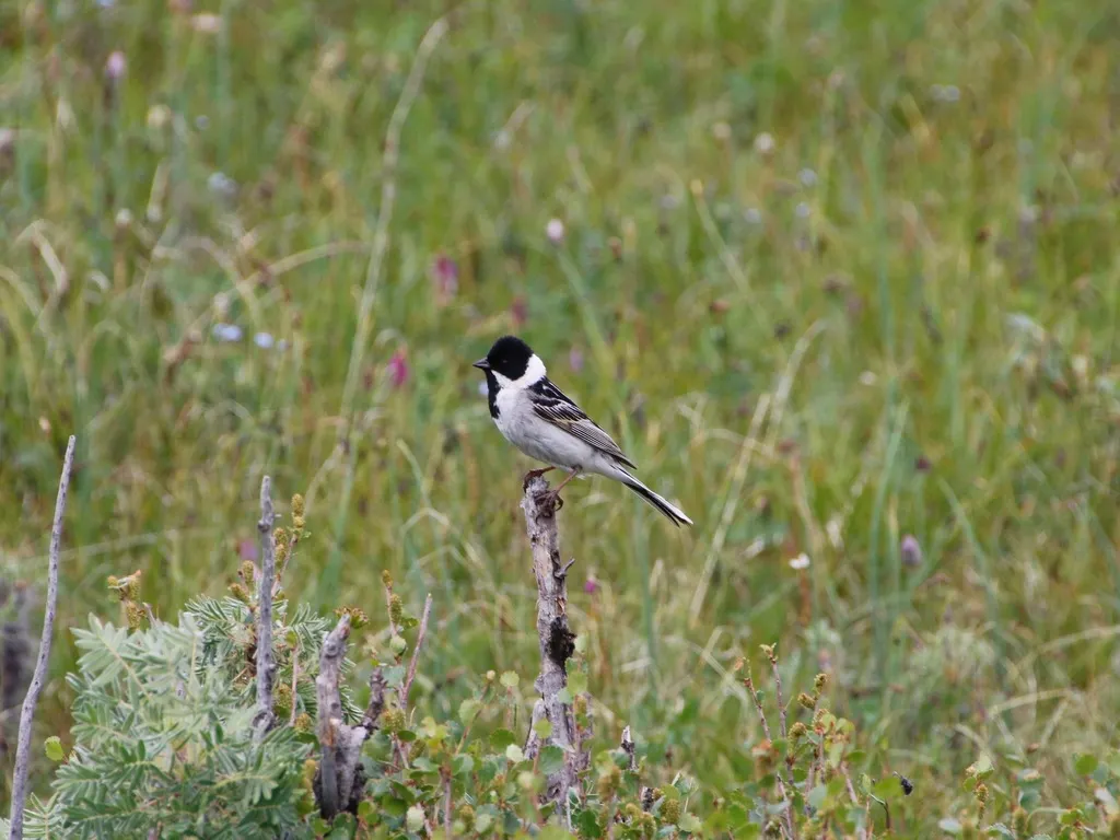 苇鹀(Emberiza pallasi)