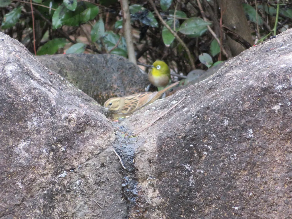 日本灰头鹀(Emberiza personata)