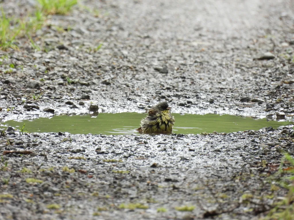 日本灰头鹀(Emberiza personata)