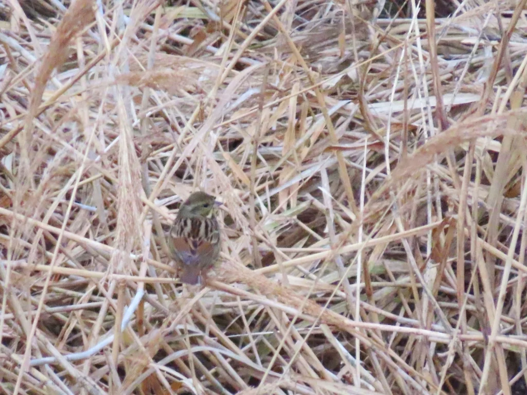 日本灰头鹀(Emberiza personata)