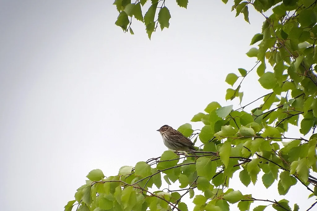 小鹀(Emberiza pusilla)