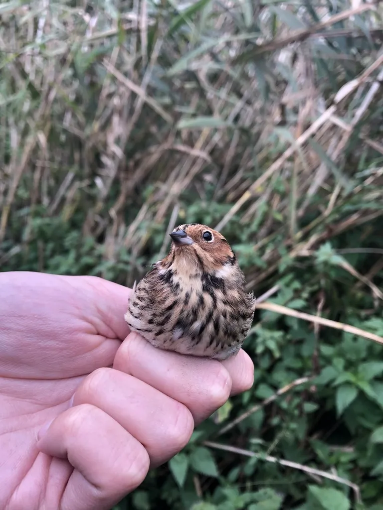 小鹀(Emberiza pusilla)