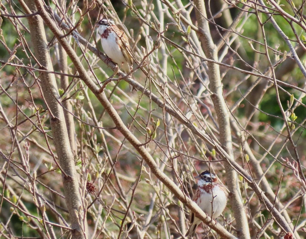 田鹀(Emberiza rustica)