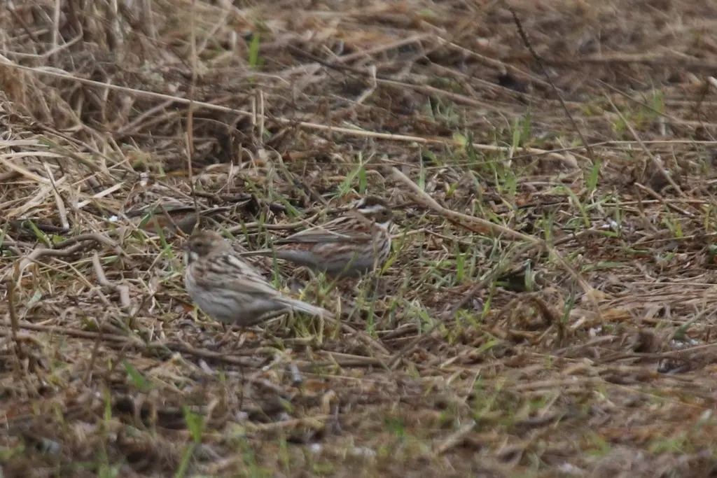 田鹀(Emberiza rustica)