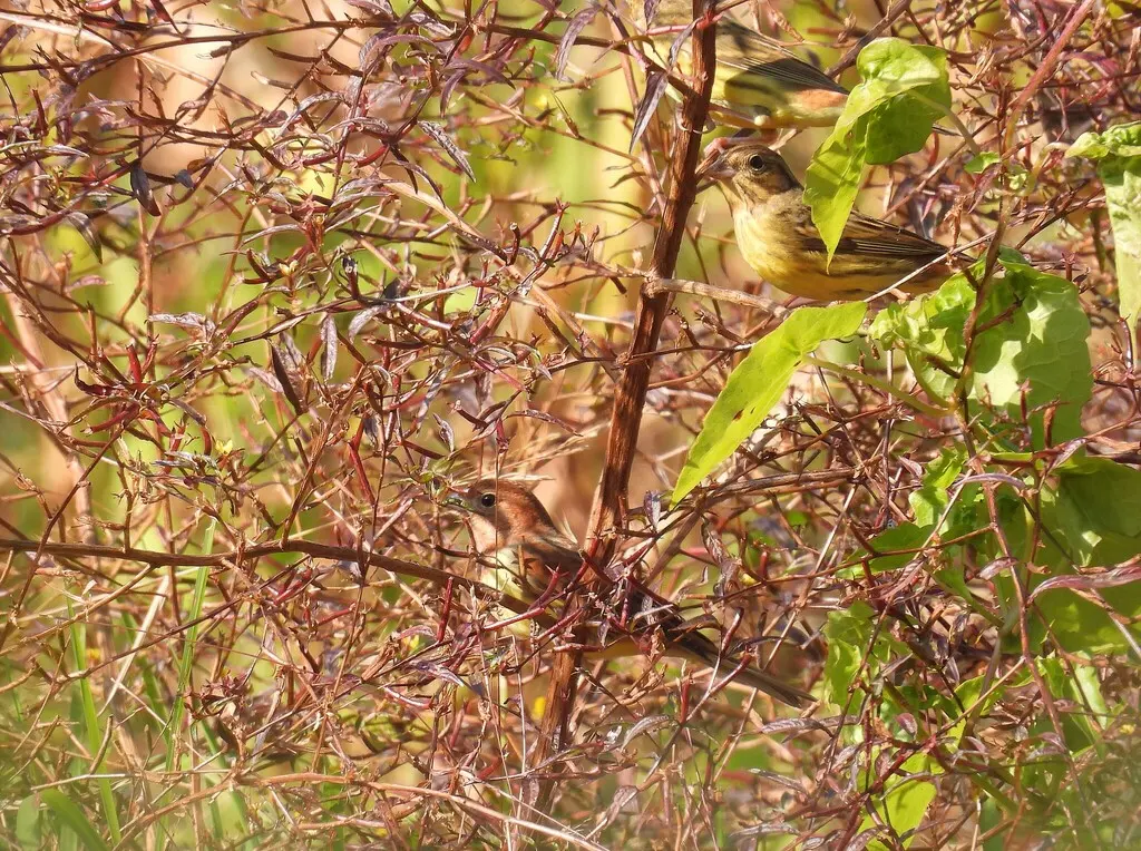 栗鹀(Emberiza rutila)