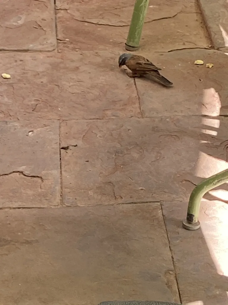 家鹀(Emberiza sahari)