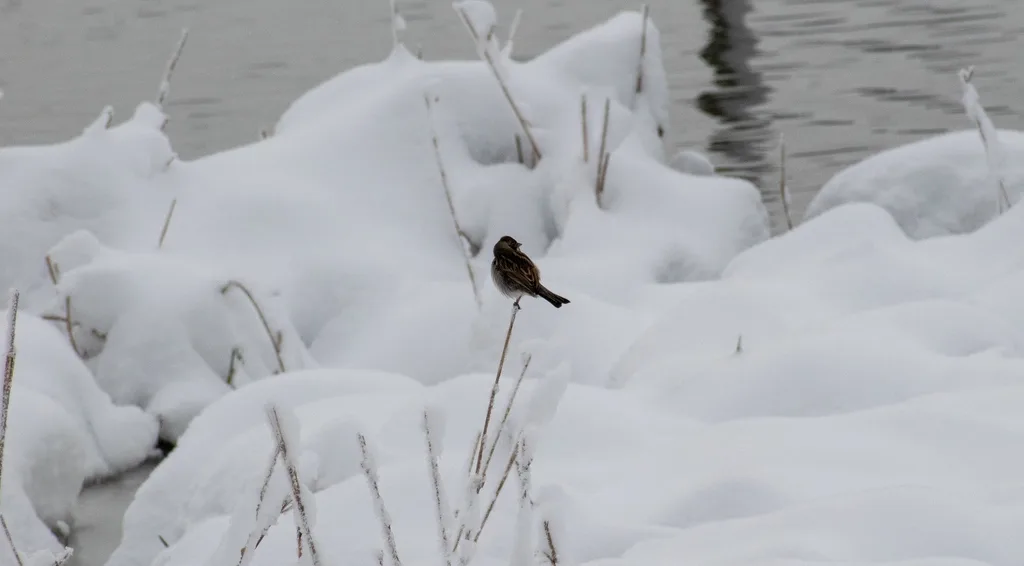 芦鹀(Emberiza schoeniclus)