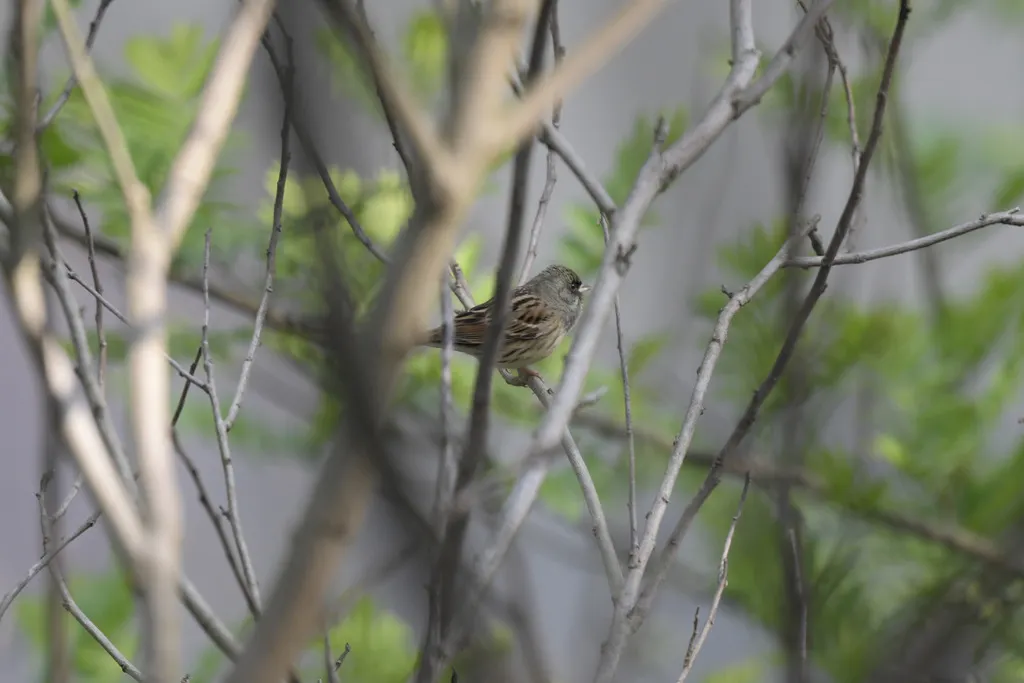 灰头鹀(Emberiza spodocephala)