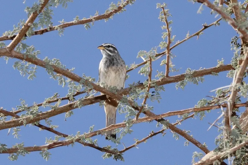 黑纹鹀(Emberiza striolata)