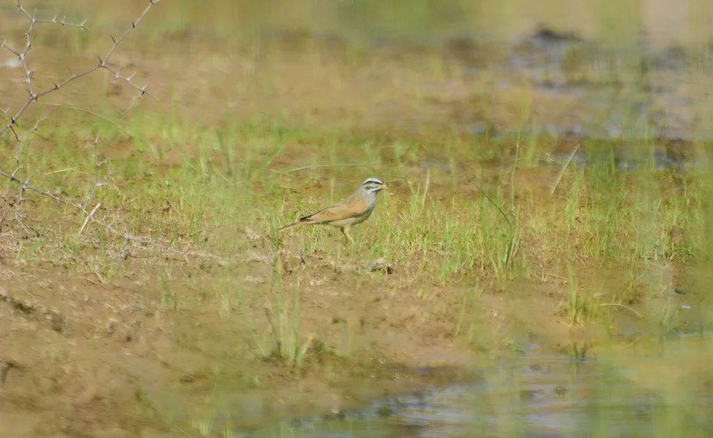 黑纹鹀(Emberiza striolata)