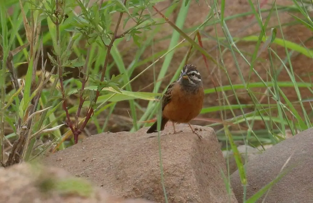 朱胸鹀(Emberiza tahapisi)