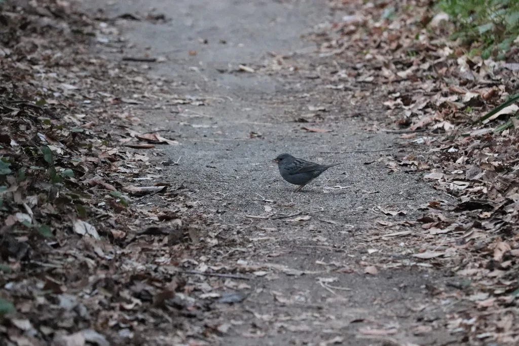 灰鹀(Emberiza variabilis)