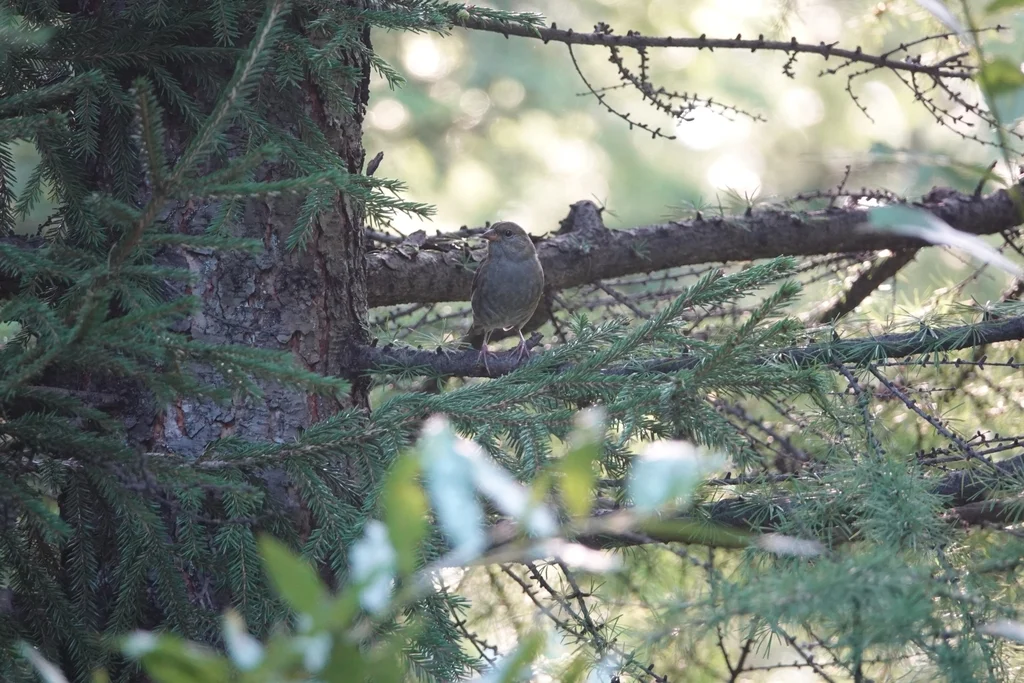 灰鹀(Emberiza variabilis)