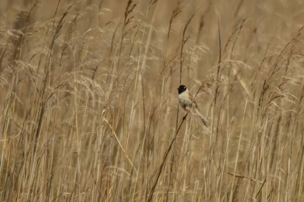 红颈苇鹀(Emberiza yessoensis)