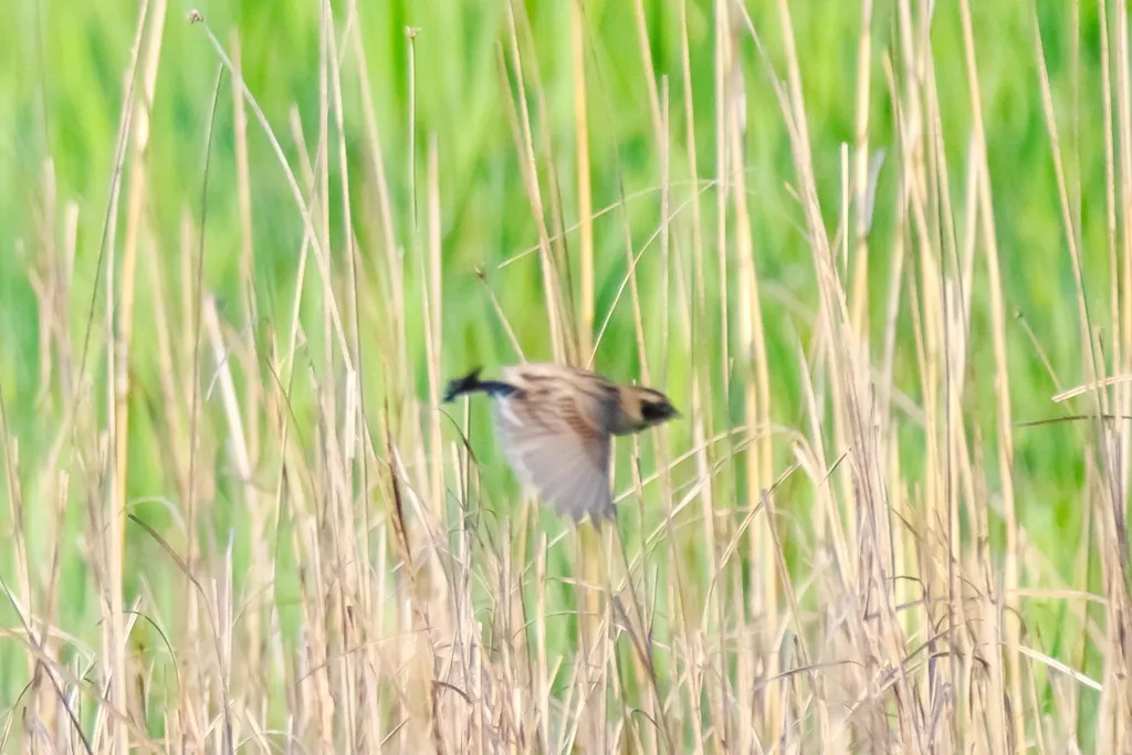 红颈苇鹀(Emberiza yessoensis)