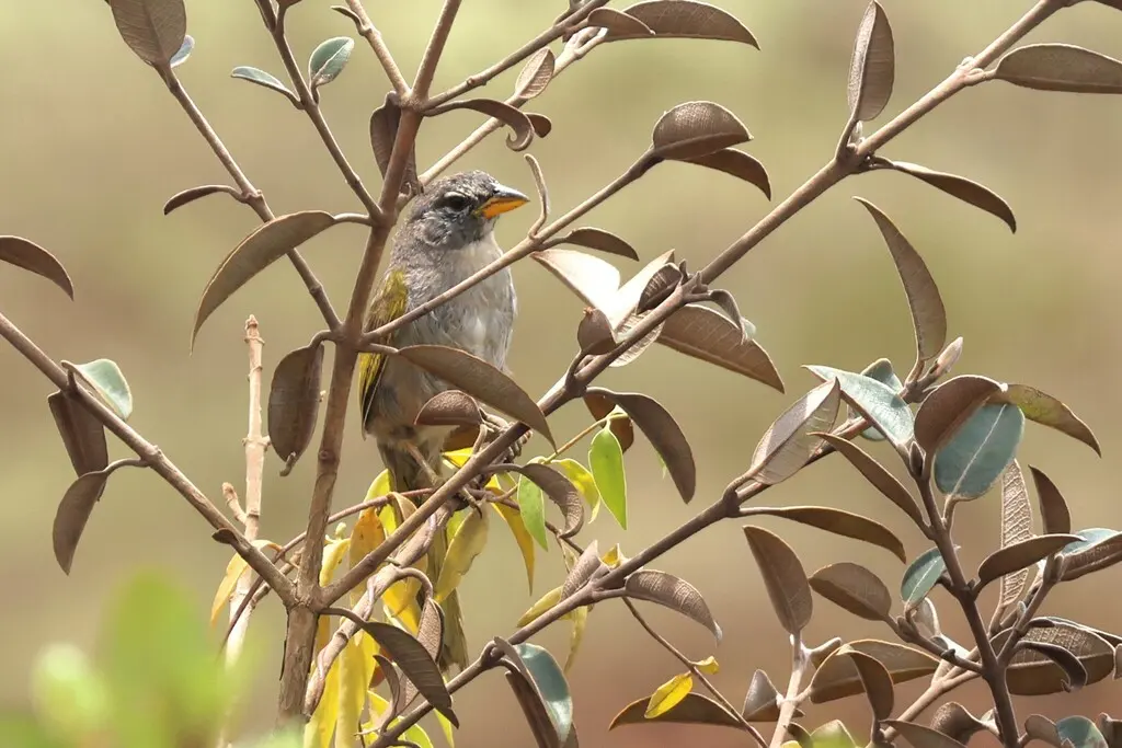 南美草鹀(Embernagra longicauda)