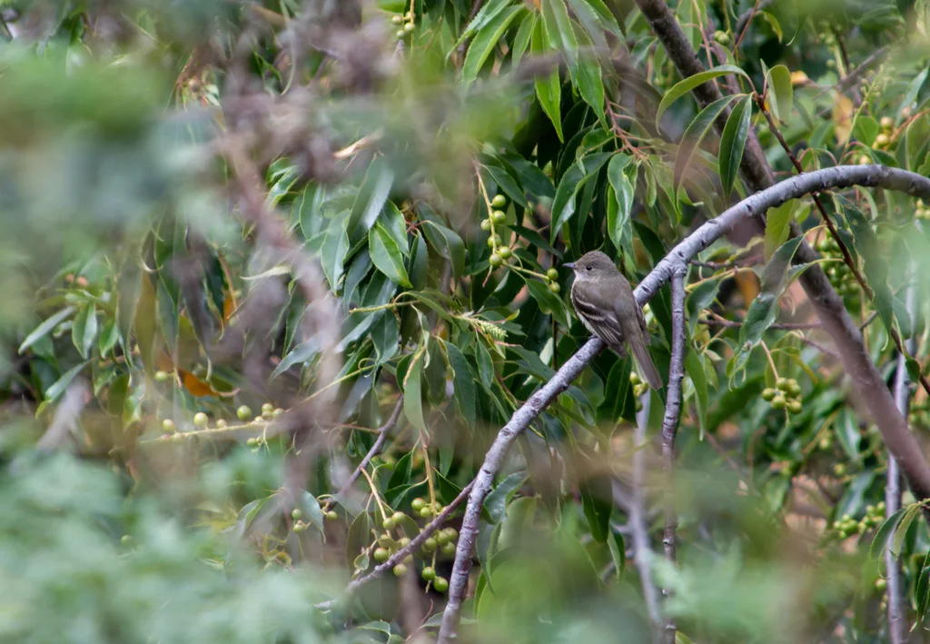 桤木纹霸鹟(Empidonax alnorum)
