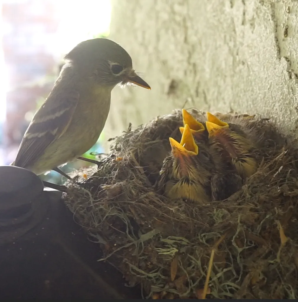 北美纹霸鹟(Empidonax difficilis)