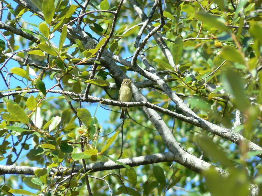 北美纹霸鹟(Empidonax difficilis)