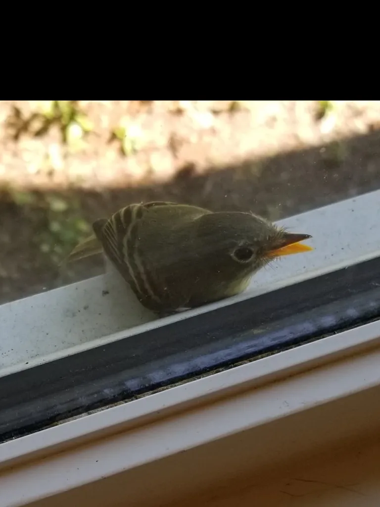 北美纹霸鹟(Empidonax difficilis)