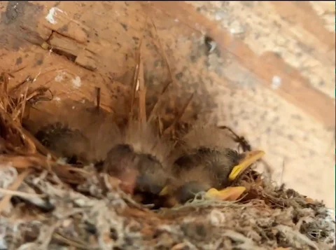 北美纹霸鹟(Empidonax difficilis)