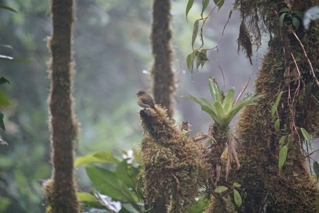 淡黄纹霸鹟(Empidonax flavescens)