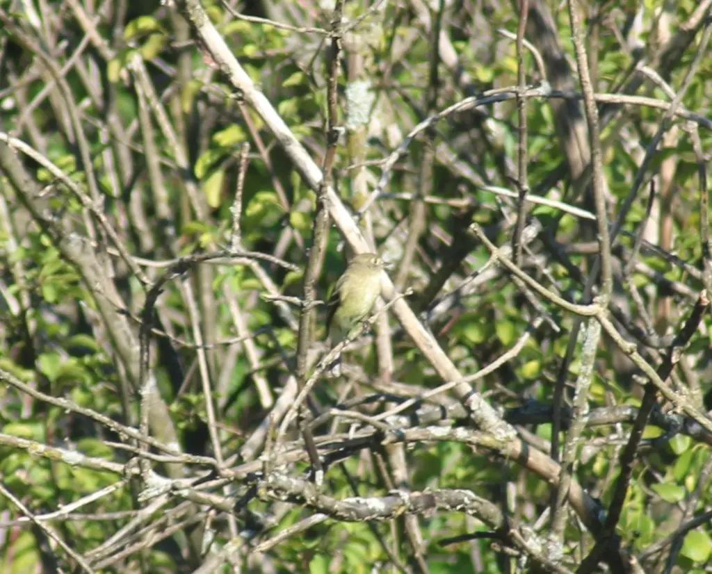 黄腹纹霸鹟(Empidonax flaviventris)