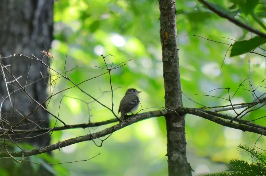 小纹霸鹟(Empidonax minimus)