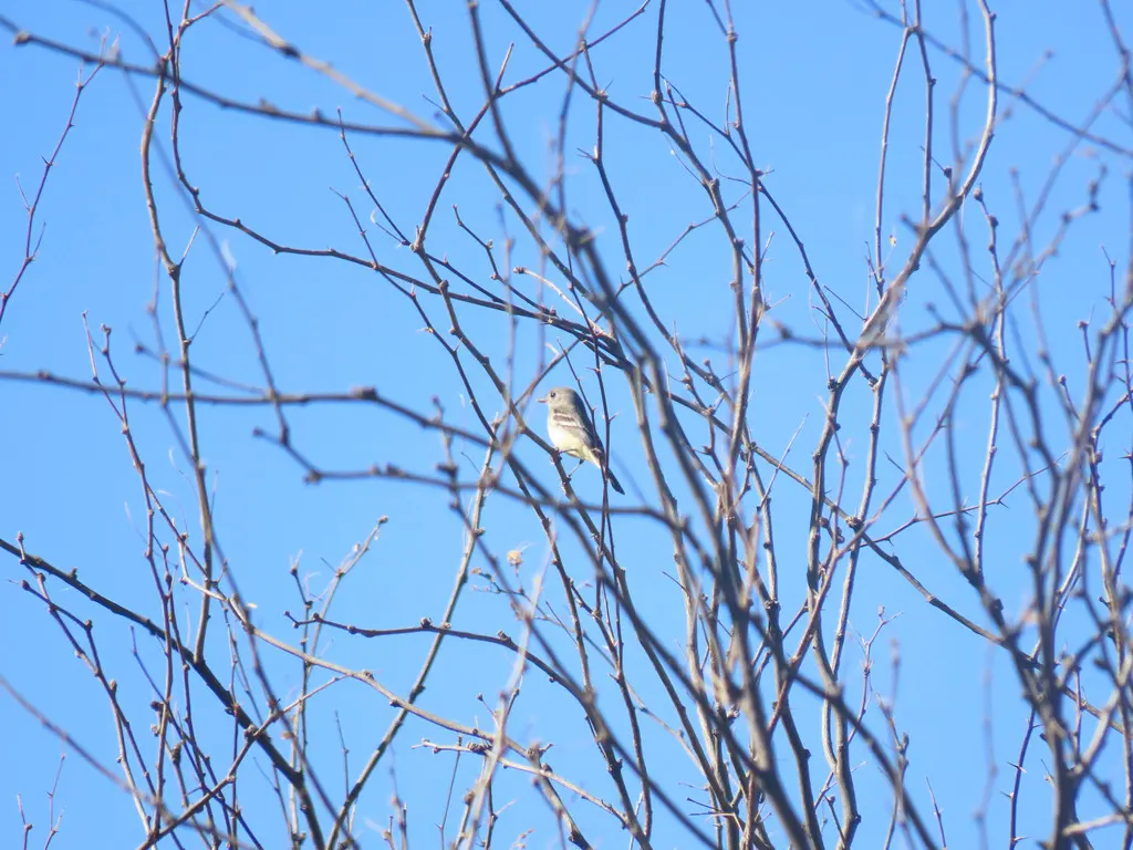 暗纹霸鹟(Empidonax oberholseri)