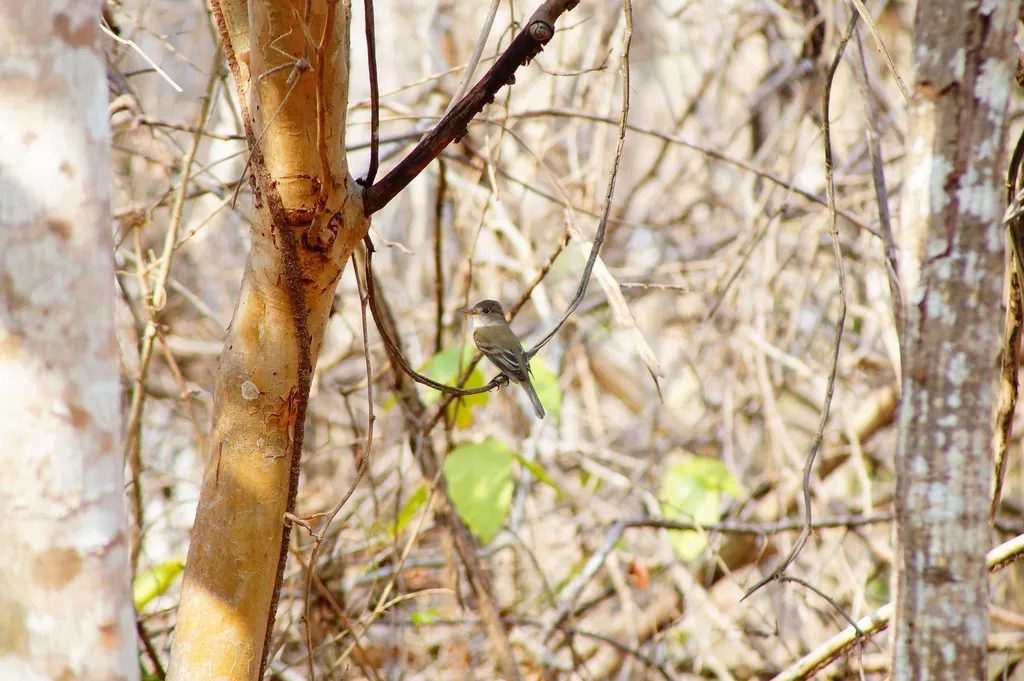纹霸鹟(Empidonax traillii)