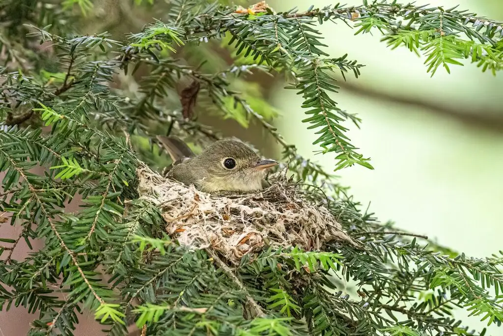 绿纹霸鹟(Empidonax virescens)