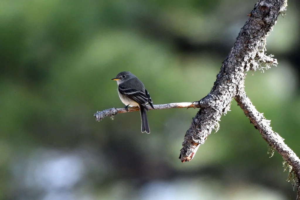 灰纹霸鹟(Empidonax wrightii)