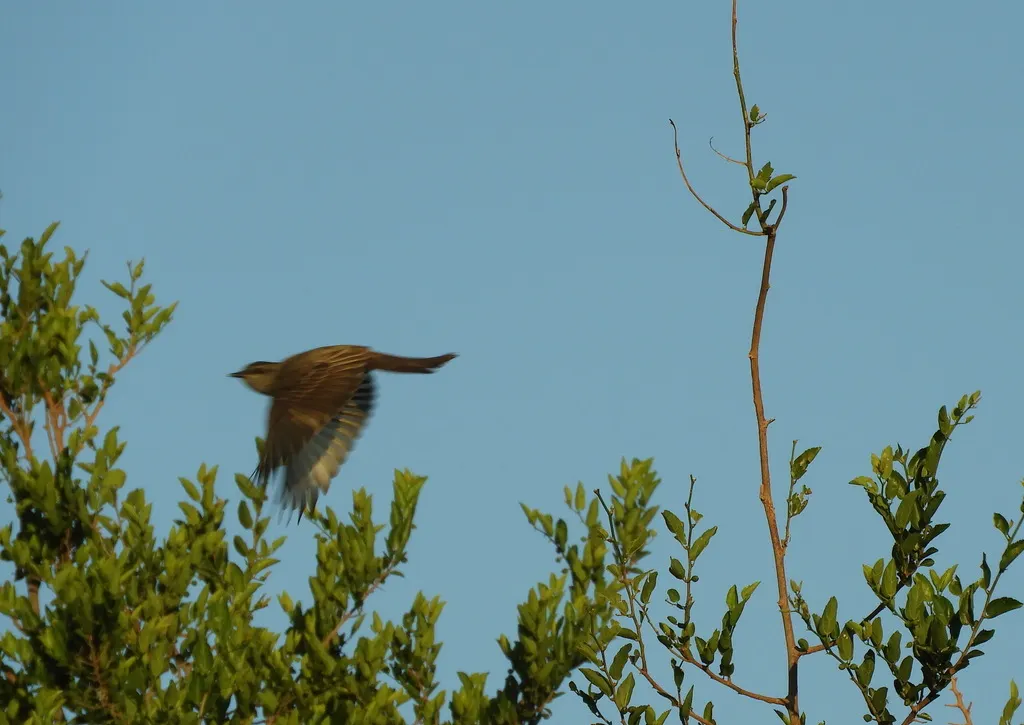 冠灰纹霸鹟(Empidonomus aurantioatrocristatus)