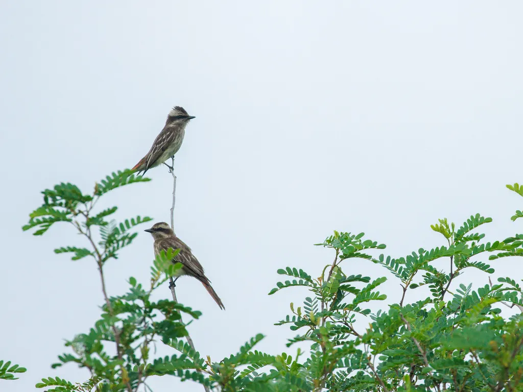 杂色纹霸鹟(Empidonomus varius)
