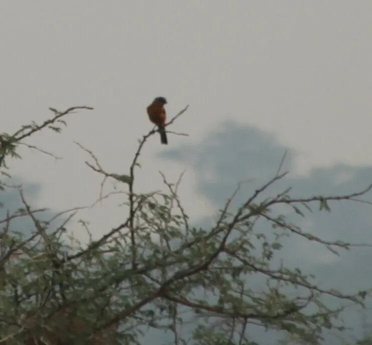 银鹟(Empidornis semipartitus)
