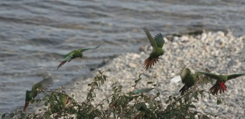 南鹦哥(Enicognathus ferrugineus)