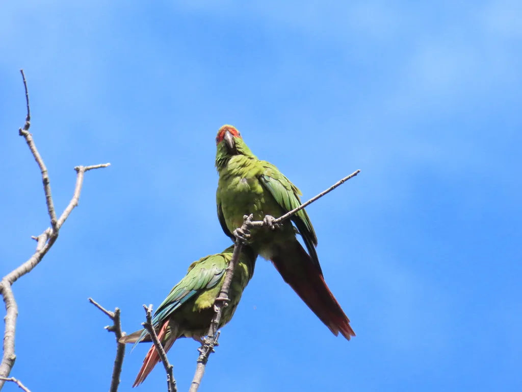 细嘴鹦哥(Enicognathus leptorhynchus)