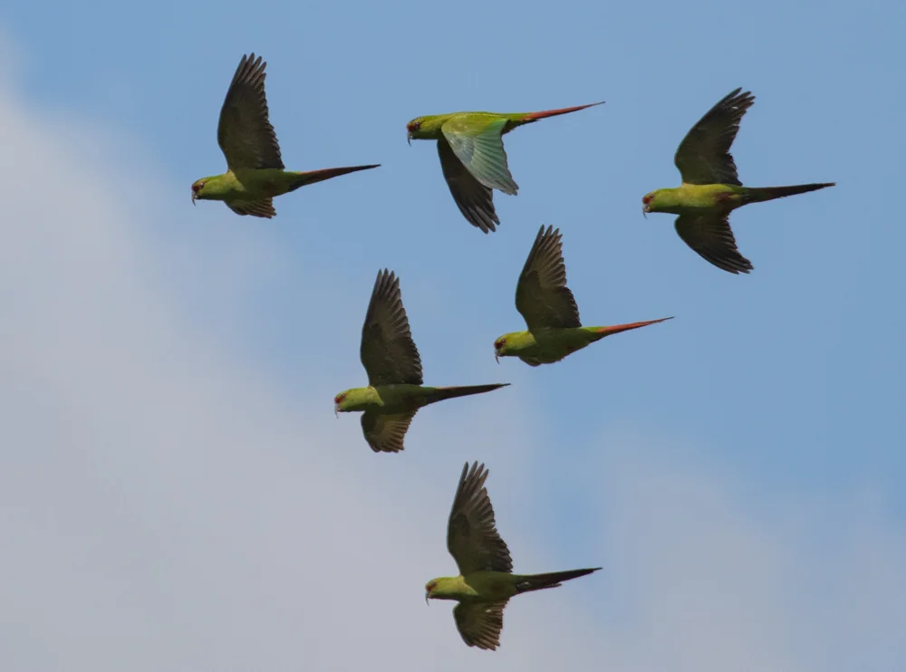 细嘴鹦哥(Enicognathus leptorhynchus)