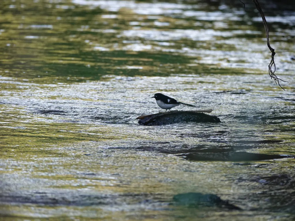 黑背燕尾(Enicurus immaculatus)