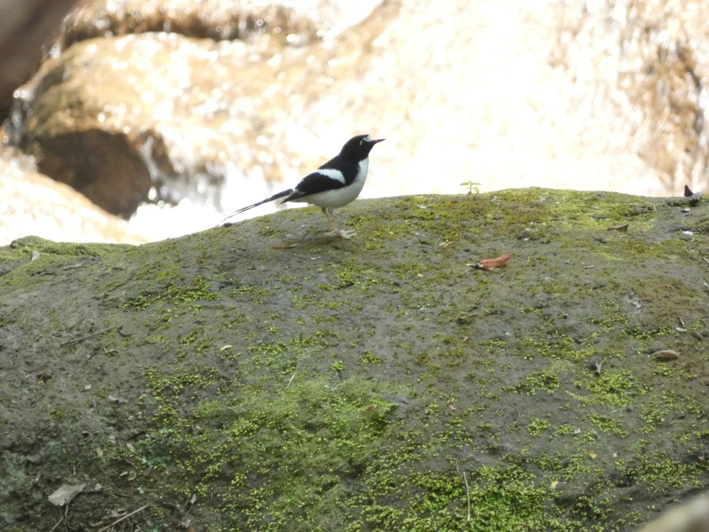 黑背燕尾(Enicurus immaculatus)