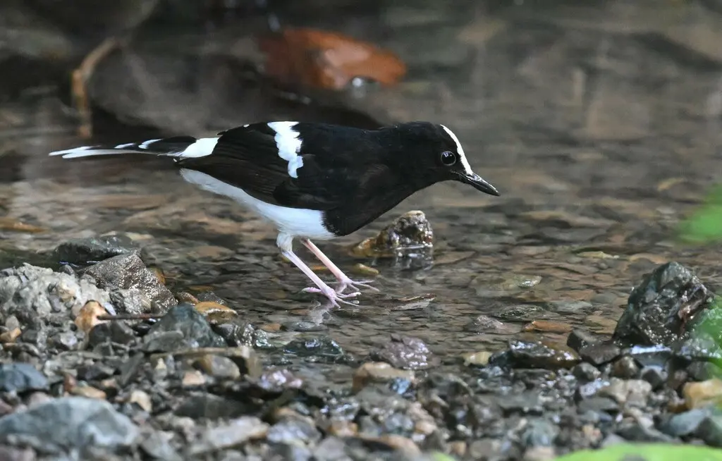 白冠燕尾(Enicurus leschenaulti)