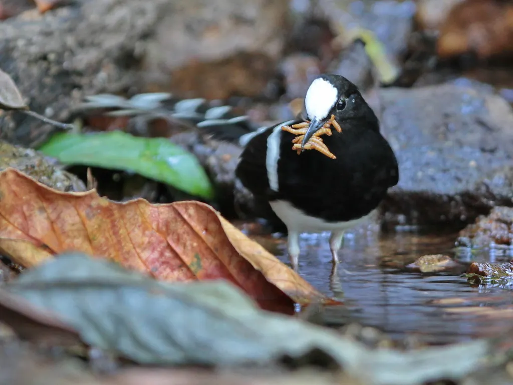 白冠燕尾(Enicurus leschenaulti)