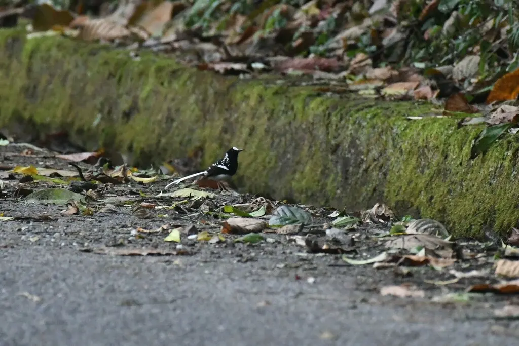 斑背燕尾(Enicurus maculatus)