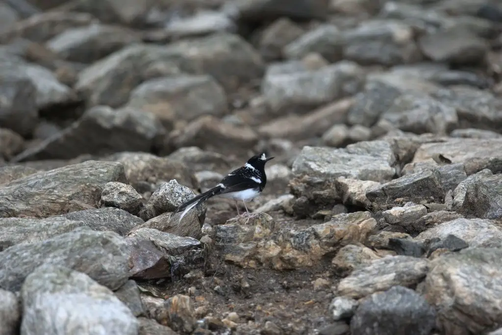 斑背燕尾(Enicurus maculatus)
