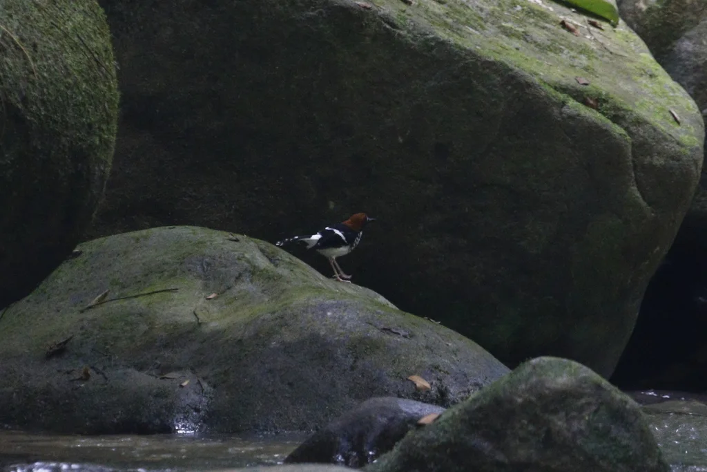栗枕燕尾(Enicurus ruficapillus)
