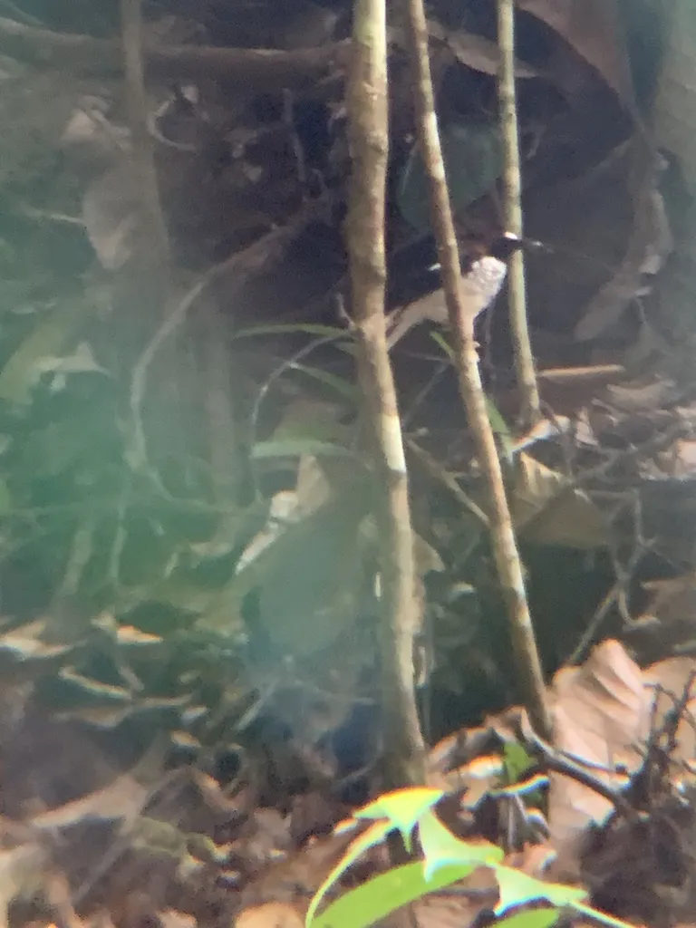 栗枕燕尾(Enicurus ruficapillus)