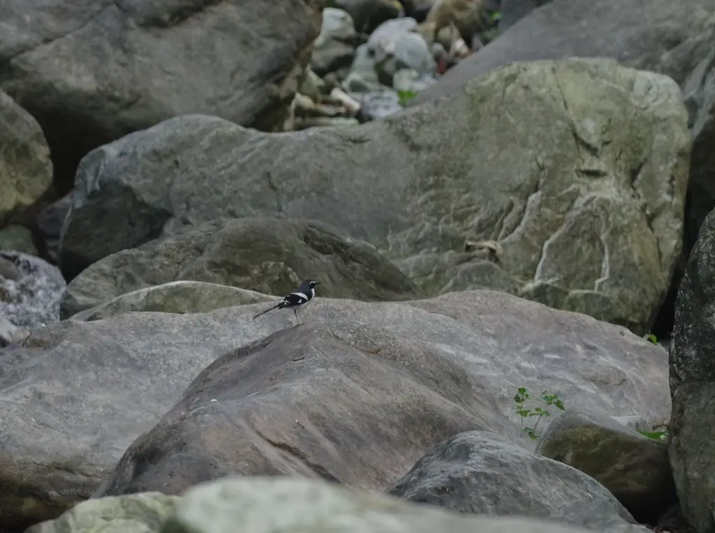 灰背燕尾(Enicurus schistaceus)